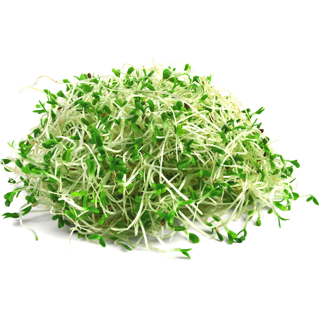 Germen Alfalfa 100g