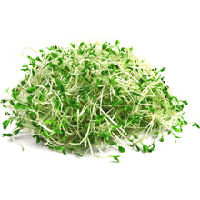 Germen Alfalfa 100g